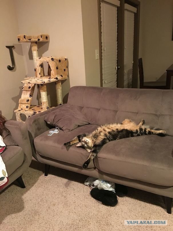 Котовторник 29.5.18