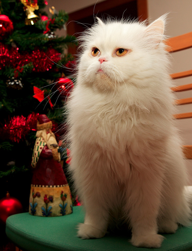Прикольные коты на среду! ОЧЕНЬ МНОГО!