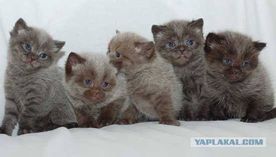 Котовторник  на  ЯПлакалъ