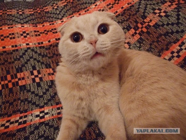 Котовторник?