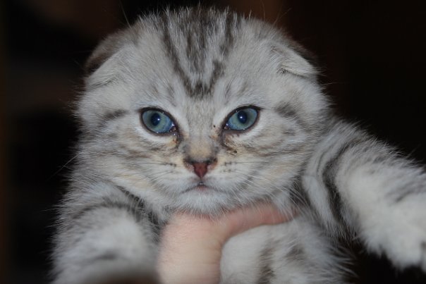 Котовторник 25.01.2011