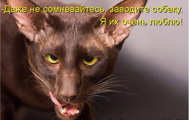 Котовторник 15.02.2011