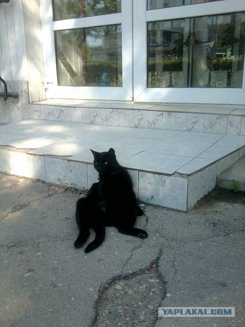 Котовторник: Кошки и ягнёнок