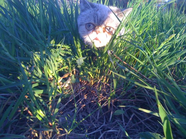 Котовторник так котовторник!