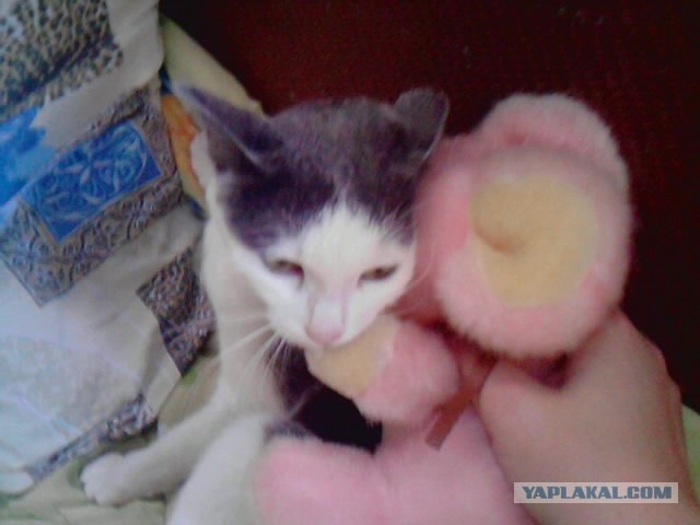 Котовторник 22.11.11