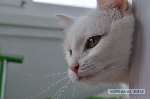 Котовторник (24. 01. 2012 )