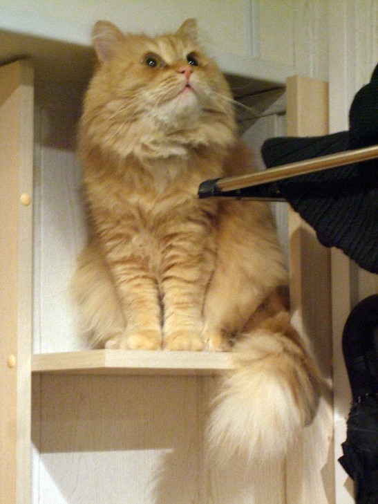 Котовторник (14.02.2012)
