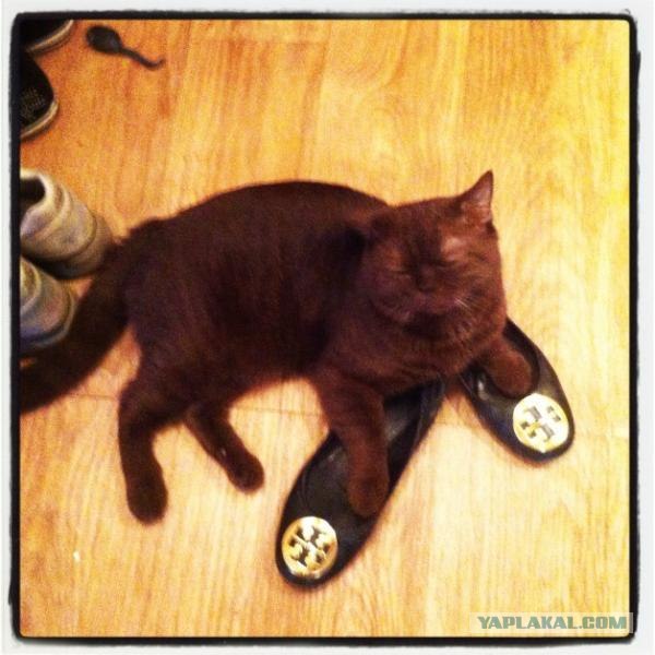Котовторник 22.05.2012
