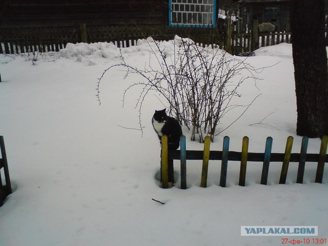 Новогодний Котовторник 01.01.2013