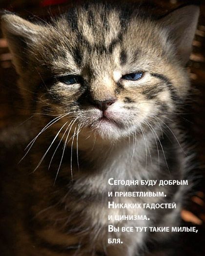 Забавные комментарии из социальных сетей (10.02.20)