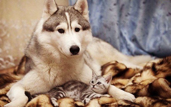 Уже не котовторник, но еще и не собакочетверг