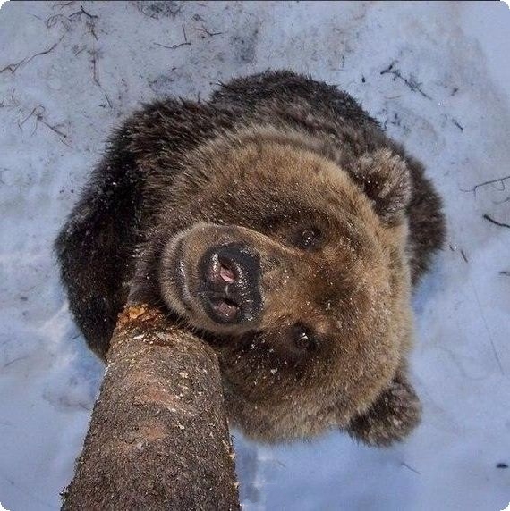 Живность из сети