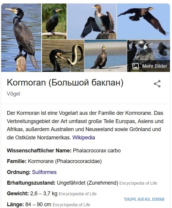 Ничего не напоминает?