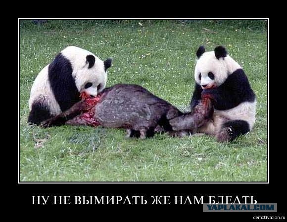 Ничего лишнего, просто панда ест бамбук