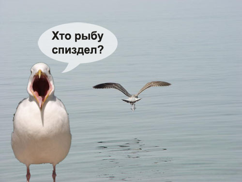 Чайка из Алькатраца
