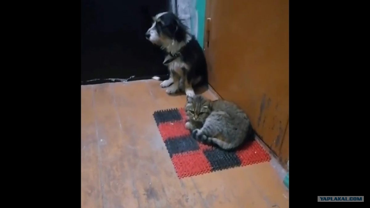 Собака После Нового Года Собака После Нового Года