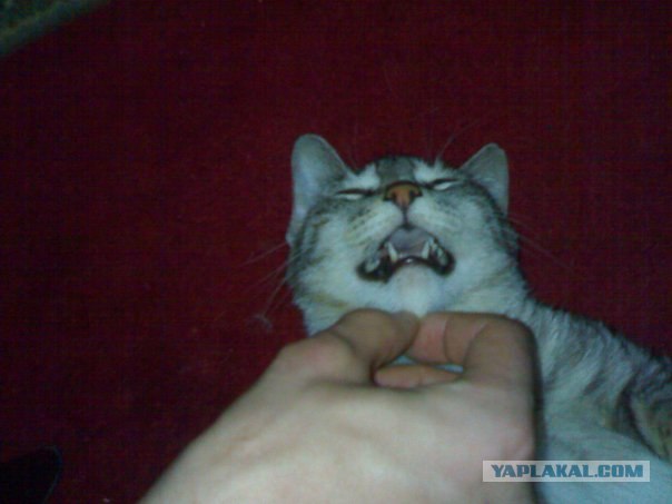 Котейка спит?