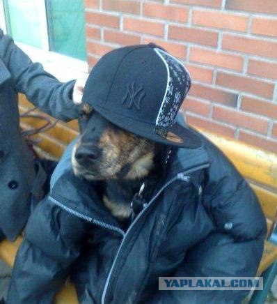Хорошо летели "ишаки"