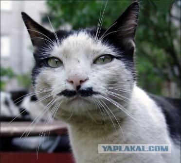 Котаны с забавным окрасом