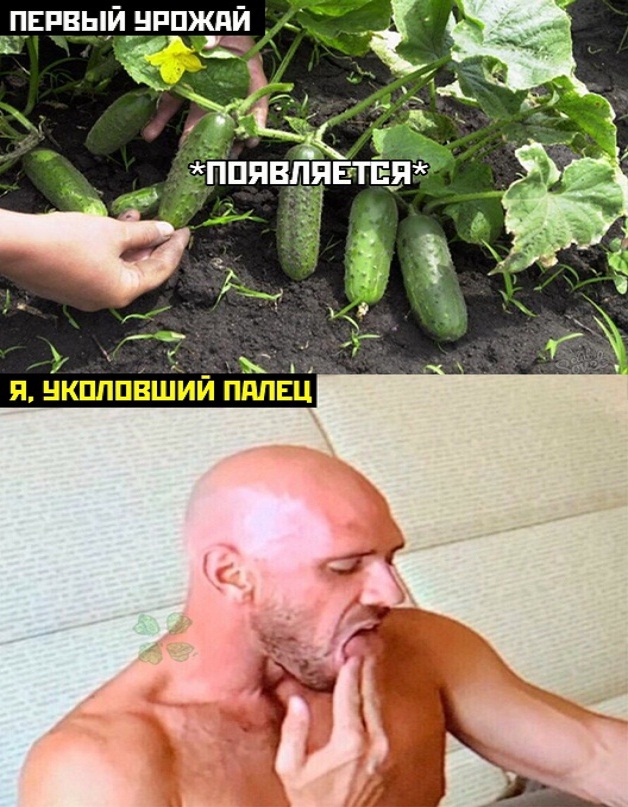 Картинки и мемы для настроения - 27