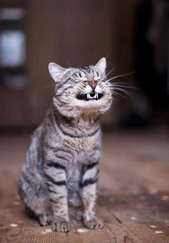 Улыбающийся кот - антагонист Грустного кота - ЯПлакалъ