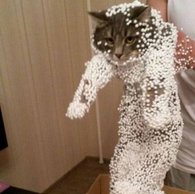 Смешные коты, которые бы победили на конкурсе абсурдных фотографий