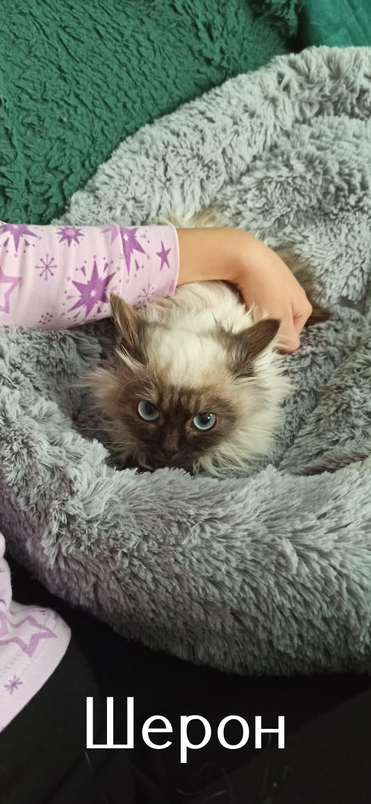 Жизнь домашнего приюта "Котоленд" 518