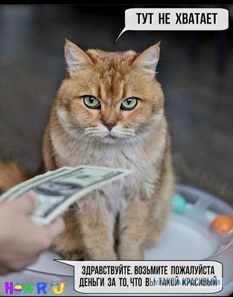 Субботние картинки