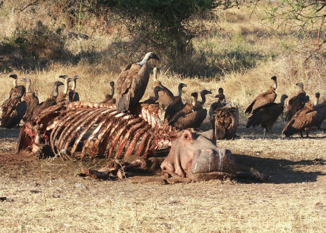 Когда отморозкам не хватает адреналина.