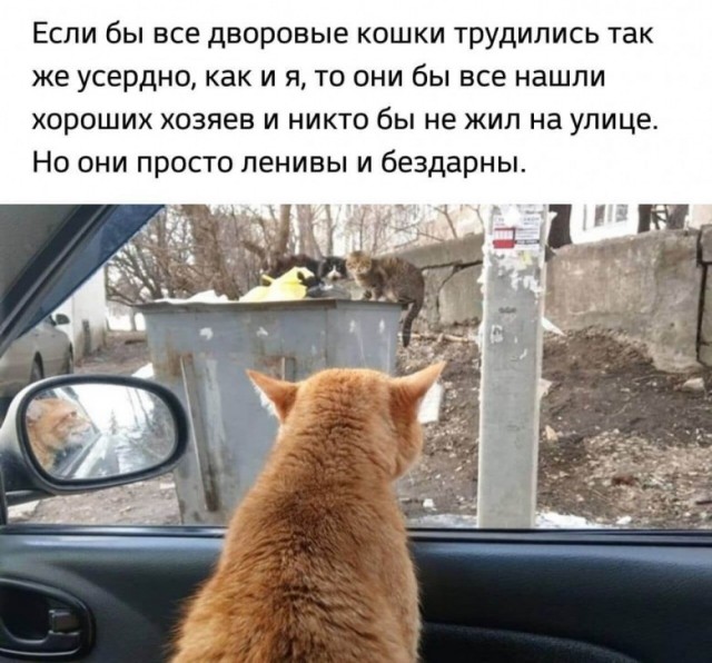 К котовторнику: подборка картинок-баянов с котиками и про котиков. Выпуск 32.