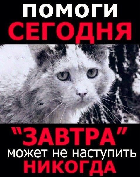 Шерстяные подснежники