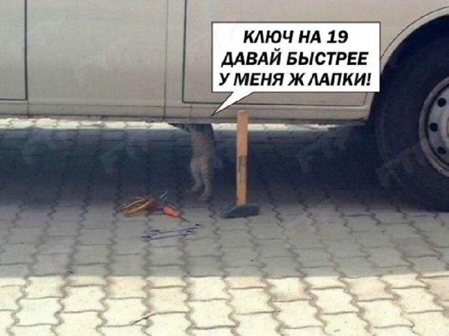 К котовторнику: подборка картинок-баянов с котиками и про котиков. Выпуск 40.