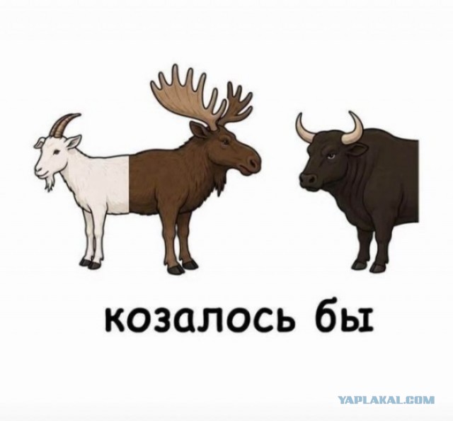 Картинки для деградации 299 (разной степени свежести)