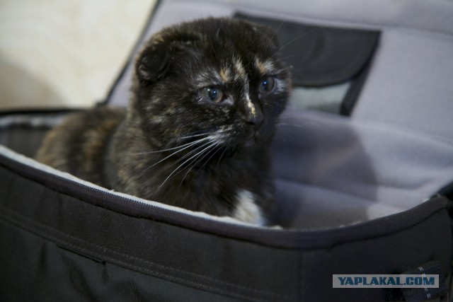 Коты и время
