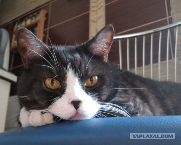 Котовторник на 24.09.2013г