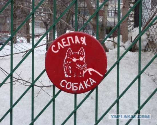 Осторожно! Смешная собака