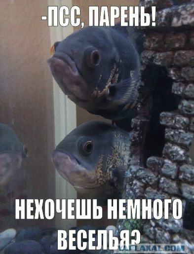 Эй, парень!