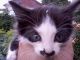 Котовторник 6.05.2014