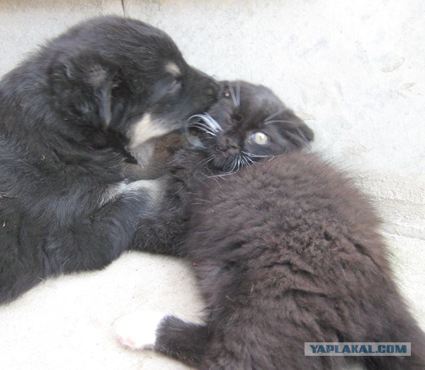 Коты и собаки