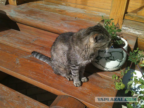 Котовторник 01.07.2014