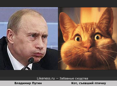 Звериная политика