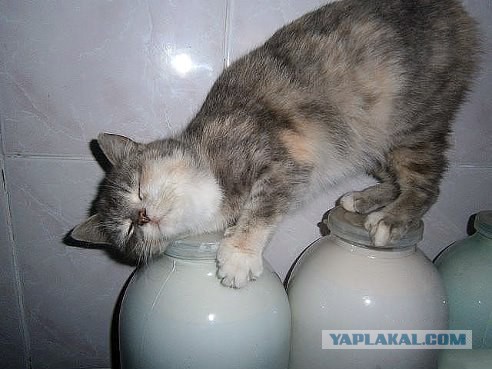 Котовторник 22.07.14