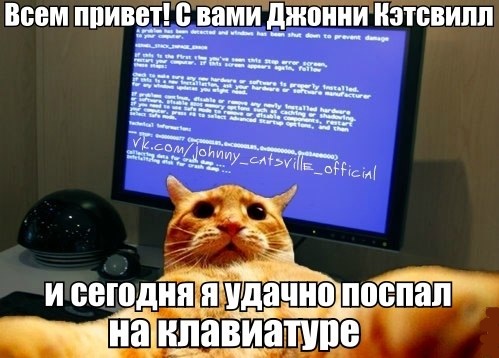 Мемы с котами с надписями без мата