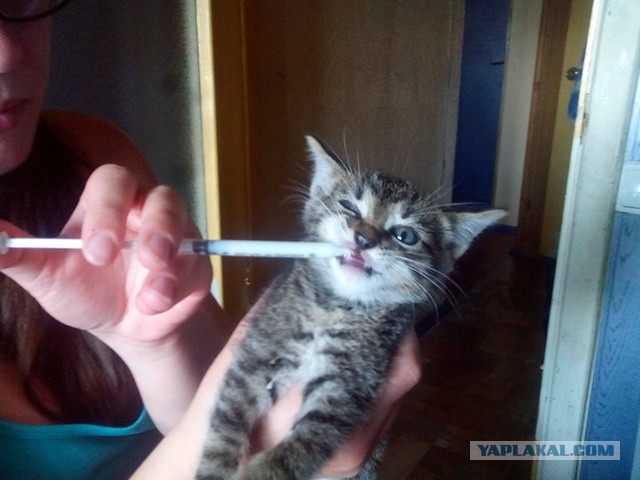 Есть желающие приютить?