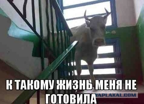 Смешные комментарии из социальных сетей #2