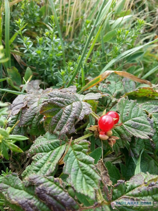 Дорога из Киева и из Москвы в Ялту.
