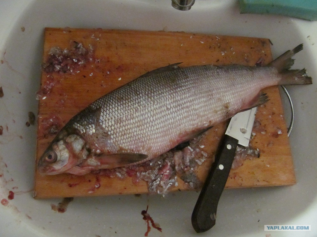 Щекур Рыба Фото