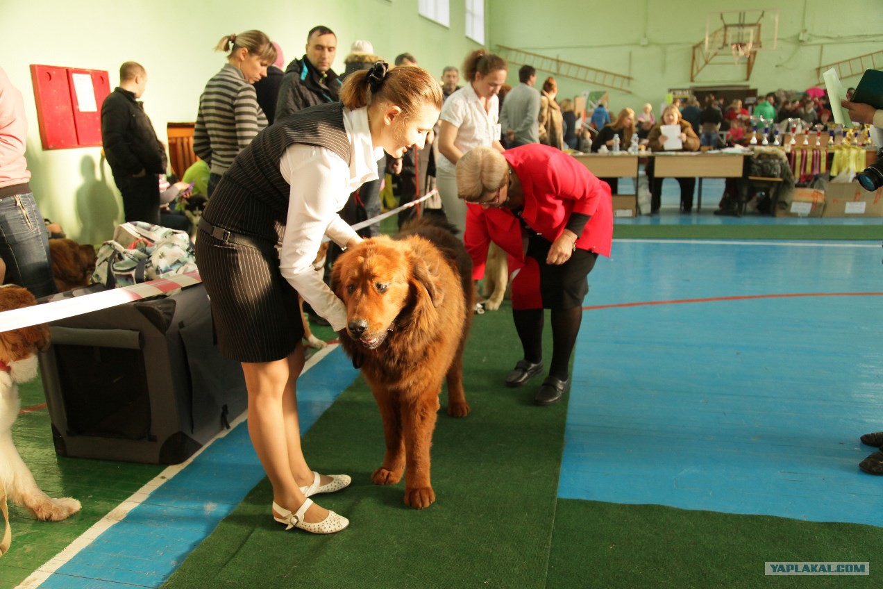 ТРЦ Чайна Таун выставка собак. Выставка собак в Москве. Залы для выставок собак.