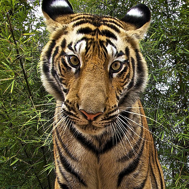 Впечатляющие фотографии National Geographic