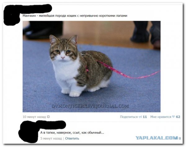 Смешные комментарии из социальных сетей